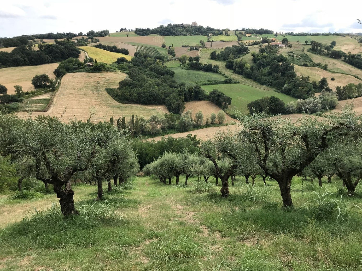 Natives Olivenöl extra 100% aus Italien kaufen