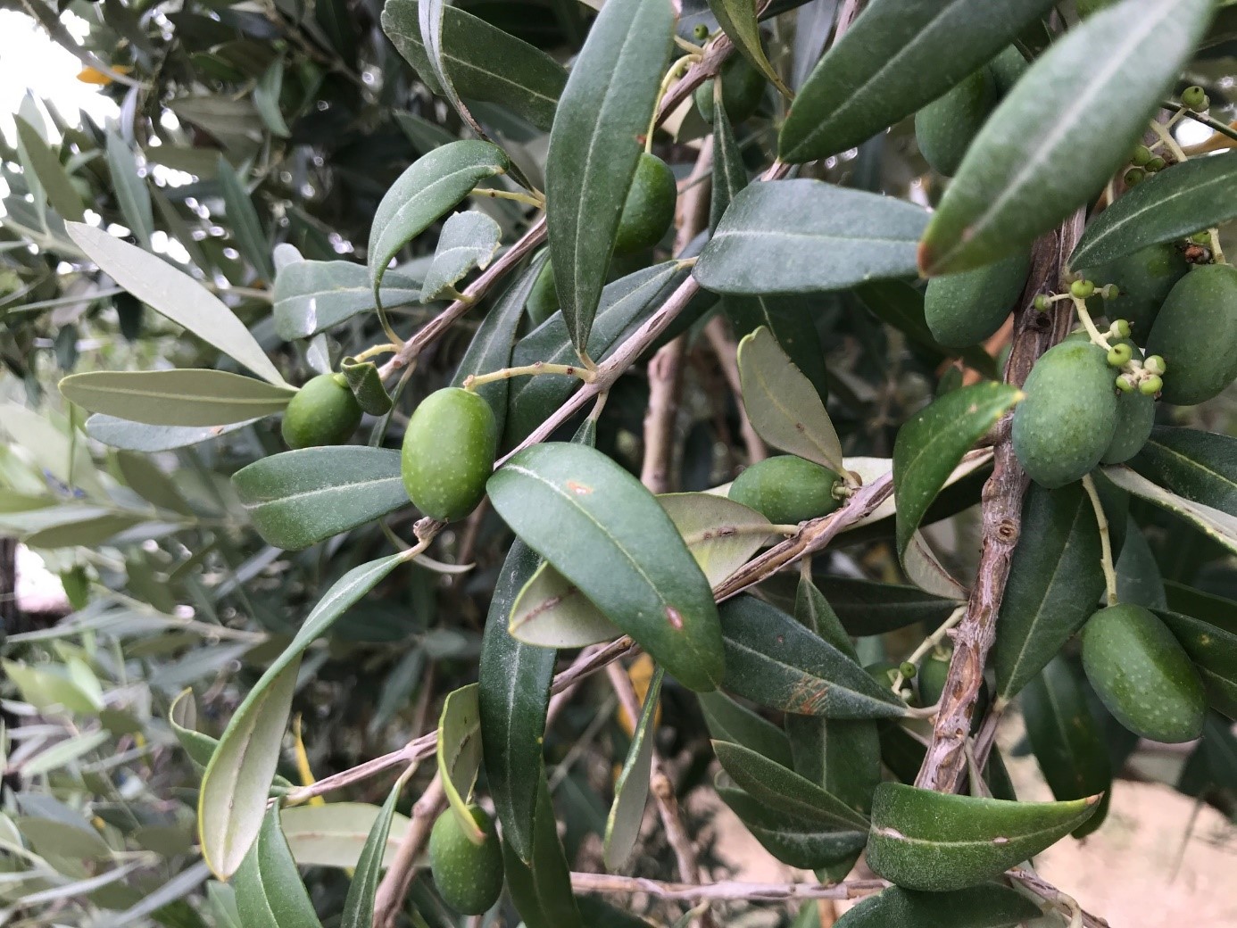 Hochwertiges natives Olivenöl extra 100 % aus italienischen Oliven Online Shop
